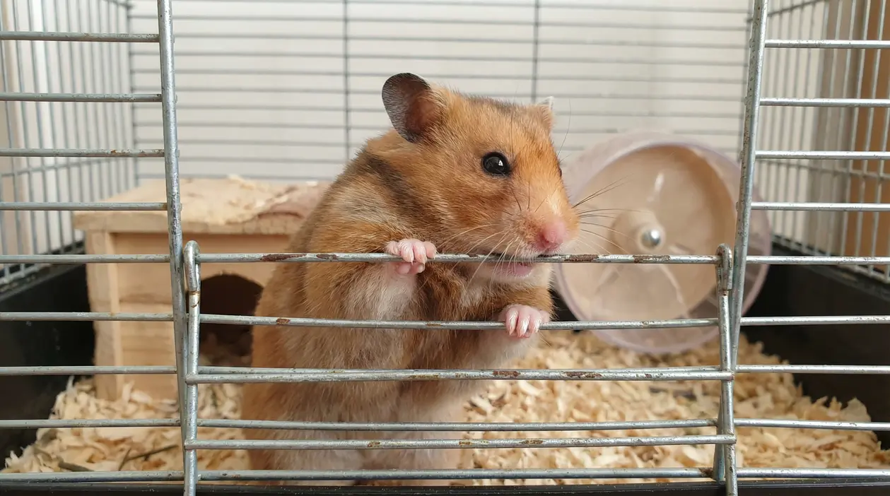 Criceto marrone chiaro che mordicchia le sbarre della gabbia